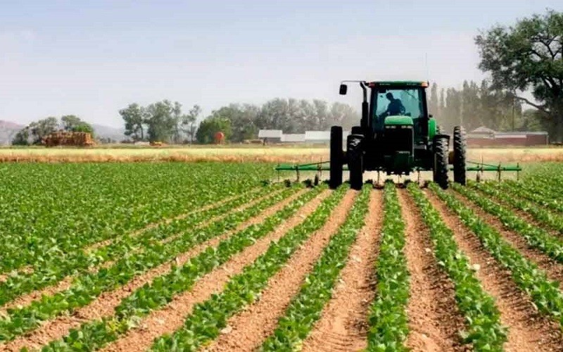 Fedeagro adviertió que producción de maíz caerá a niveles históricos