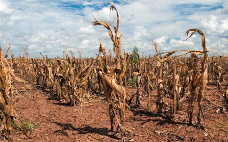 Fedeagro estima que temperaturas extremas podrían afectar la actividad agrícola