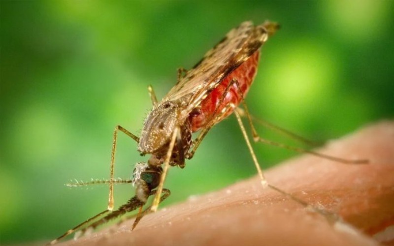 Mosquitos que producen malaria