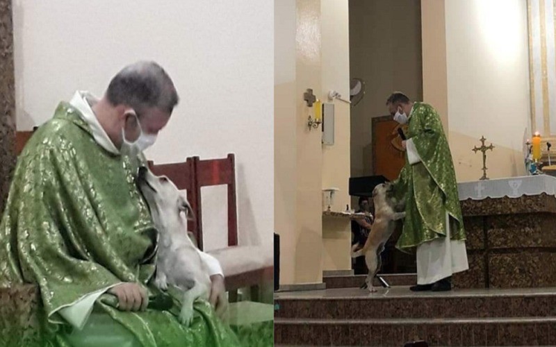 Sacerdote lleva perros callejeros a misa para que feligreses los adopten